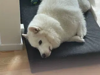 Dejlig hund