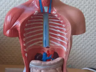 Torso, anatomisk model 28 cm høj
