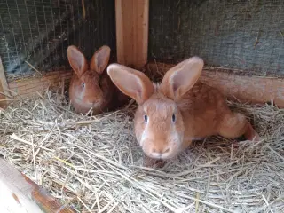 New Zealand Red blandings hunner