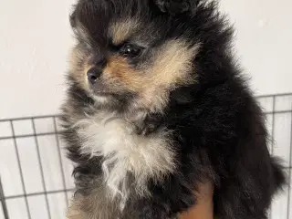 B&t Pomeranian dreng
