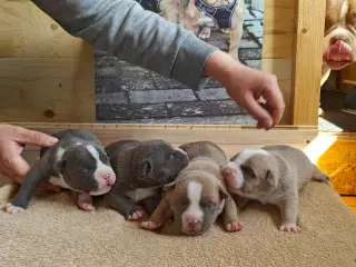American Bully hvalpe. 