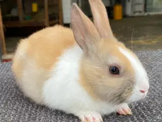 HOLLÆNDER HAN MADAGASCAR