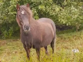 4 års vallak, ca. 115 cm i stang