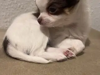 3 langhåret chihuahua tæver