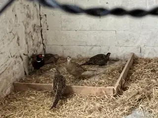 Rugeæg, fasan