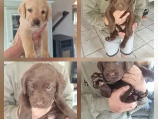 Labradoodle 