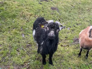 Flok sort Gedebuk sælges