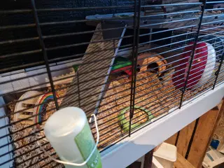Hamster med bur og andet tilbehør