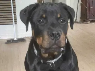 Rottweiler 