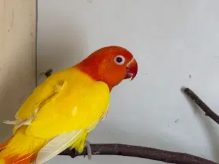 Rødhovedet dværgpapegøje