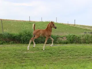 Ox araber føl