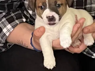 Jack Russell hvalpe