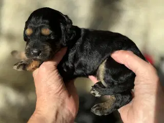 Doodler o black and tan og tricolore og sort