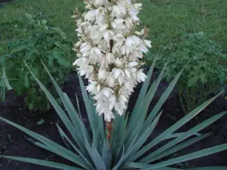 Yucca filamentosa 