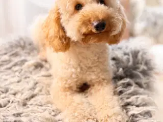 Avls han - mellem puddel, røntgen og dna testet