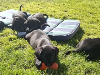 BUSTER Labrador hvalpe 