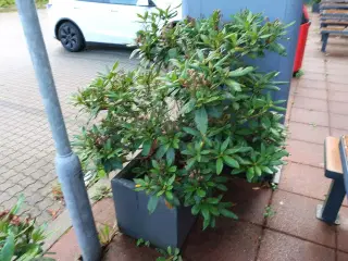 Krukke med plante