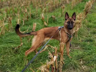 Tæve Belgisk Malinois / Schæferhund