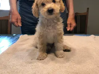 Mini doodler
