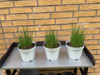 Purløg til udplantning