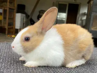 HOLLÆNDER HAN MADAGASCAR