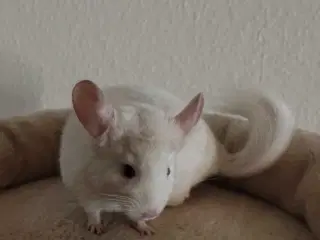 Tam Chinchilla unge ❤️