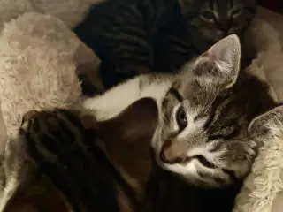 kattekilling gives væk