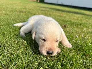 Labrador hvalpe sælges
