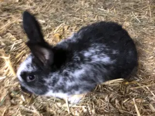 New Zealand Red X Tysk kæmpeschecke 