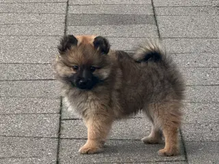 Volpino Italiano hvalpe