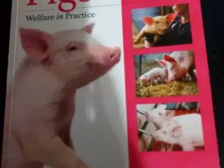 Pigs - Welfare in Practice 