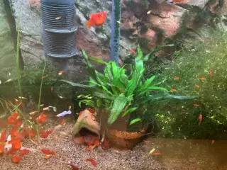 Platy koralrød ungfisk