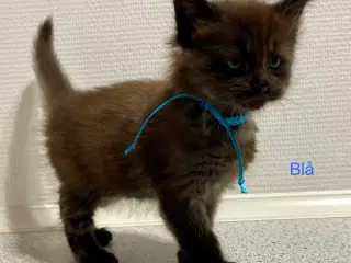 Maine Coon Killinger