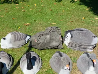 Lokkegæs