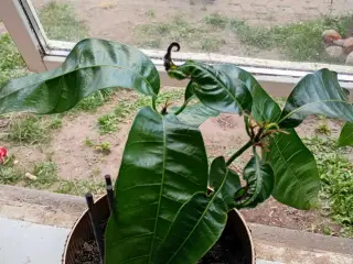 Mango  plante