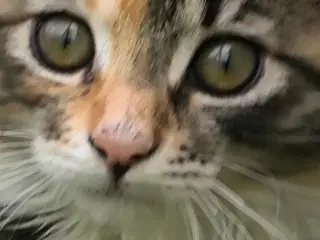 Main coon/skovkat killinger
