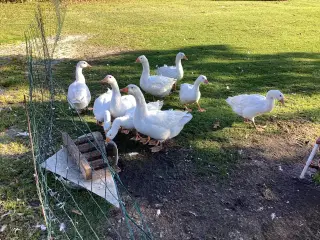 Avls gæs