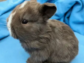 Hermelin/minilop kaninunge sælges 