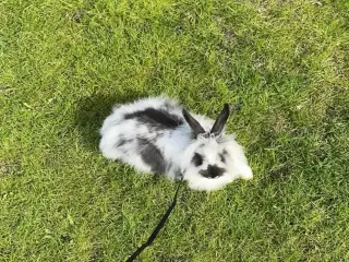 Sød kanin