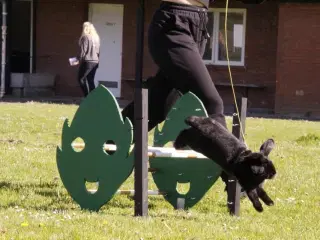 Kælen, tam Østrigsk kælekanin eller hopkanin