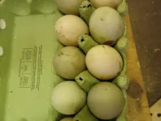 Rugeæg fra løbe og dansk landænder