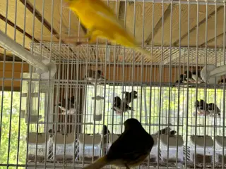3,0 kanariefugle hanner 