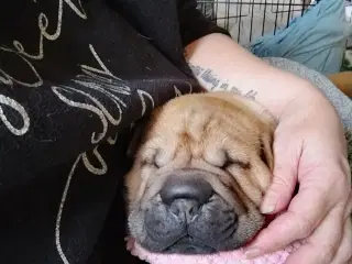 Shar Pei hvalpe DKK Stamtavle 