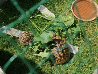 3 græske landskildpadder med cites sælges