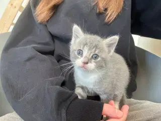 Smukke Maine Coon blandinger 