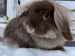 Mini Leon lop han 6 mån . Bor i haven