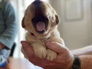 Labrador Retriever hvalpe