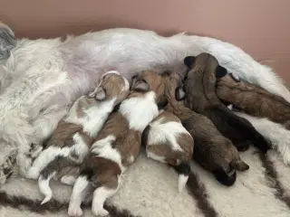 Lhasa apso hvalpe
