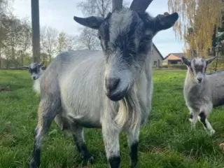Geder 3 stk Dansk landrace