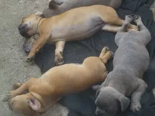 frenchies fransk bulldog hvalpe